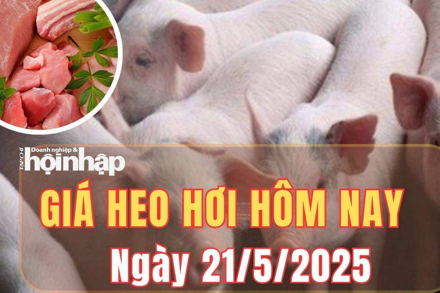 Giá heo hơi hôm nay 21/5/2025: Giá heo hơi “lặng sóng” trên cả nước