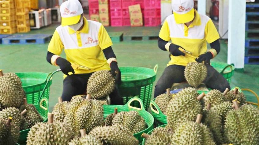 Sầu riêng “tắc đường” xuất khẩu: Doanh nghiệp kiến nghị khoanh vùng “báo động đỏ”