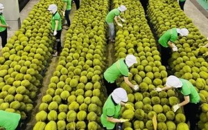 Xuất khẩu sầu riêng Việt “tăng tốc” nhờ gần 1.000 mã số cấp mới