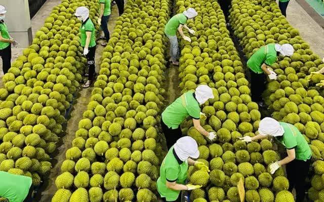 Xuất khẩu sầu riêng Việt “tăng tốc” nhờ gần 1.000 mã số cấp mới