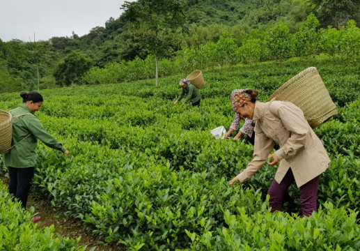Sản phẩm địa phương vùng trung du và miền núi phía Bắc: Cơ hội nào để nâng tầm?