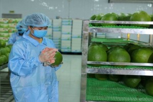 Tin vui cho hàng hóa xuất khẩu từ Việt Nam sang EU
