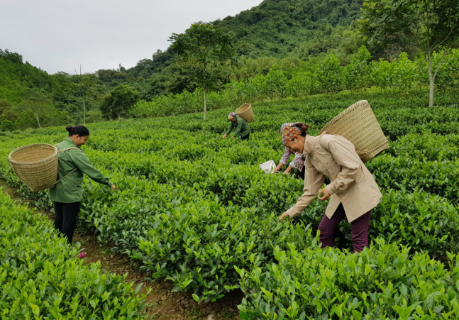 Nâng tầm sản phẩm vùng trung du và miền núi phía Bắc Nâng tầm sản phẩm vùng trung du và miền núi phía Bắc