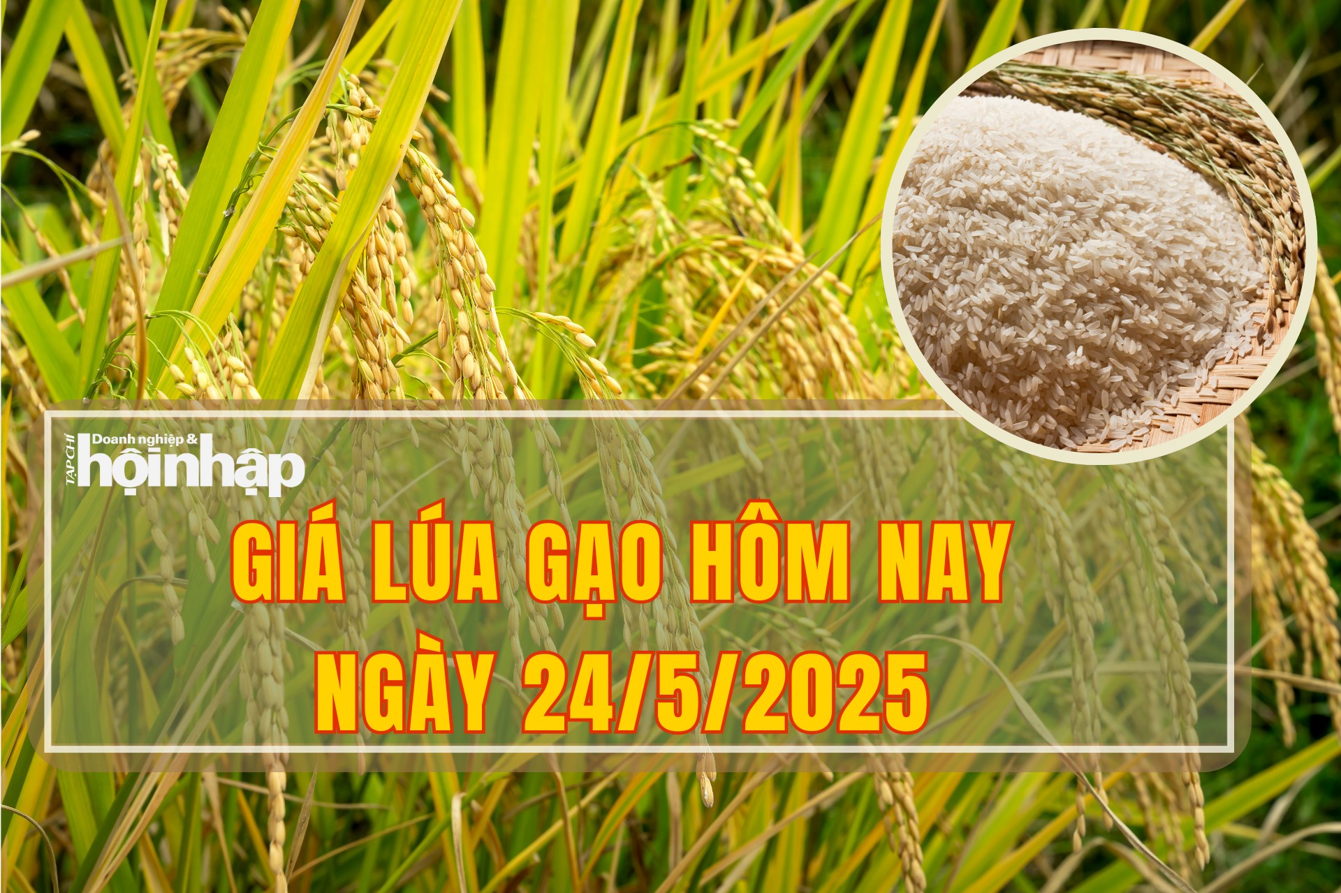 Giá lúa gạo hôm nay 24/5/2025: Thị trường biến động giảm nhẹ