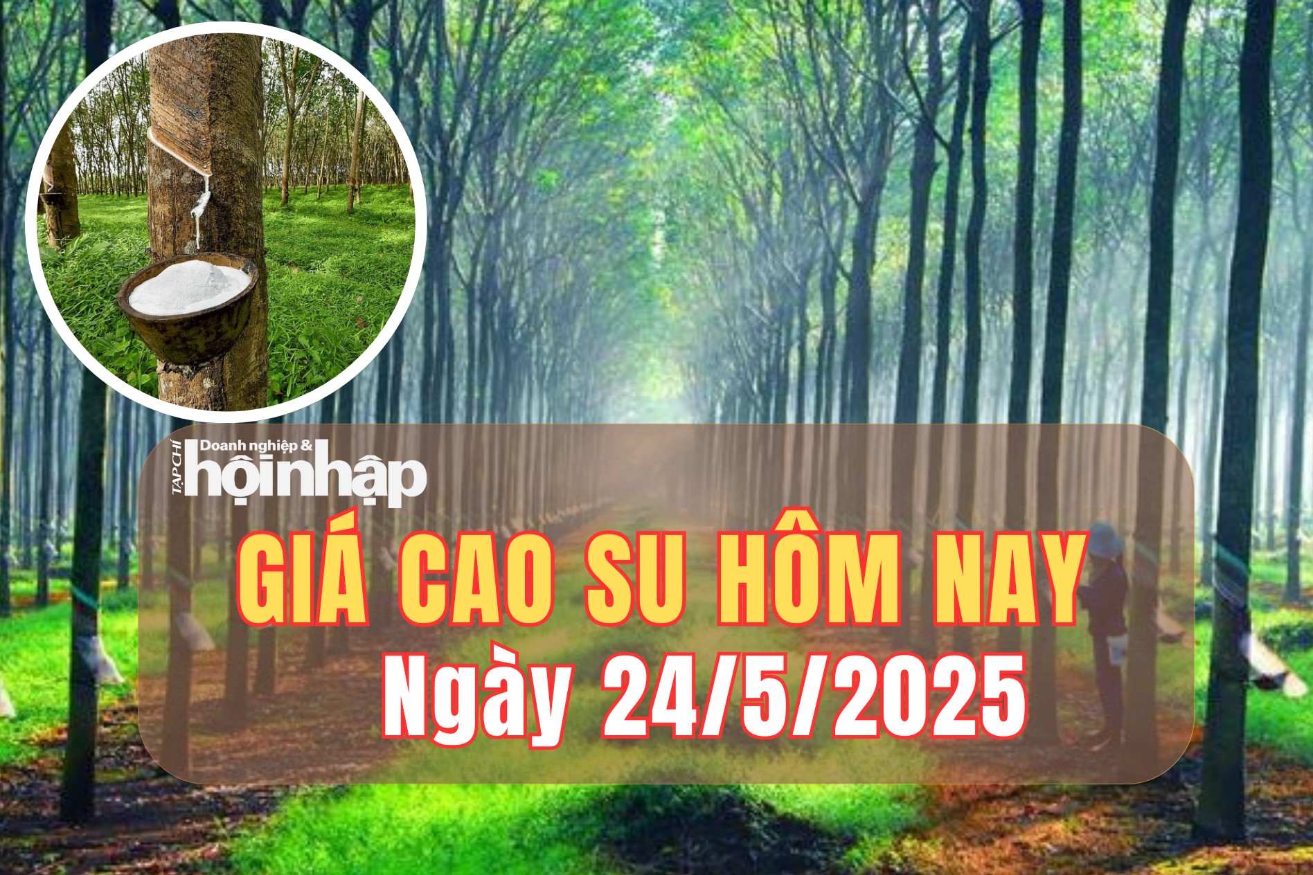 Giá cao su hôm nay 24/5/2025: Giá cao su thế giới giảm, trong nước giữ nguyên giá