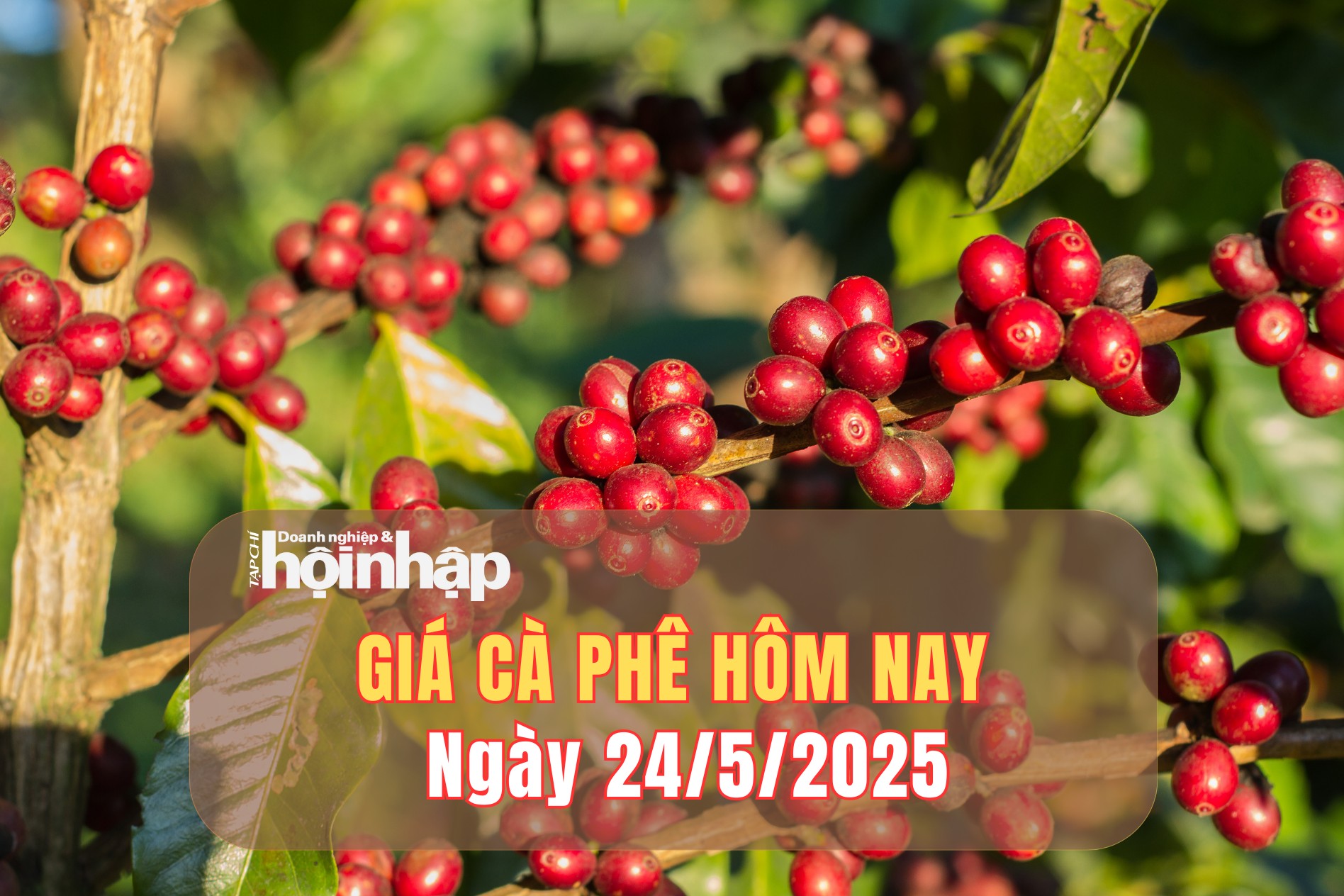 Giá cà phê hôm nay 24/5/2025: Giá cà phê trong nước và thế giới đồng loạt giảm mạnh
