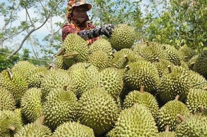 Tình trạng ngành sầu riêng tại Bình Phước năm 2025