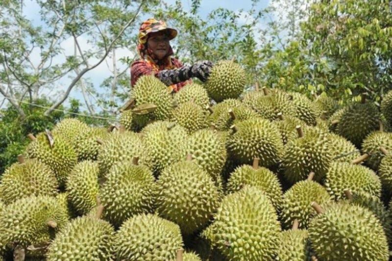 Tình trạng ngành sầu riêng tại Bình Phước năm 2025