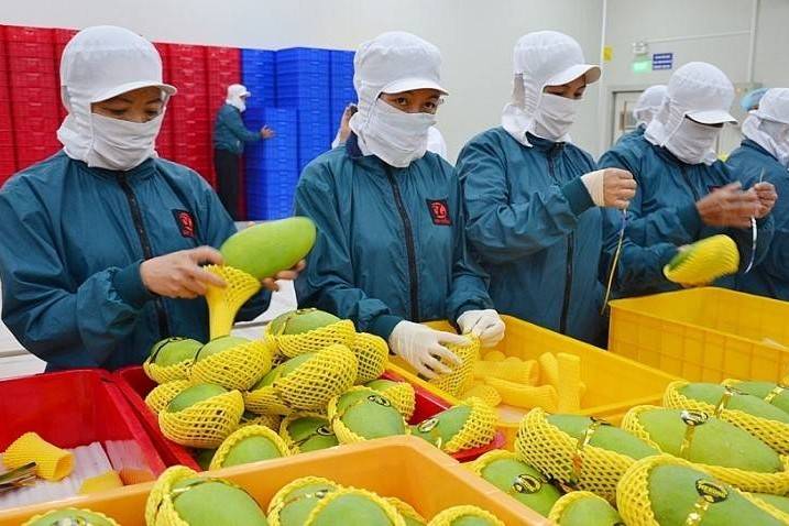 Xoài Việt Nam chiếm 97% thị phần nhập khẩu thị trường Trung Quốc