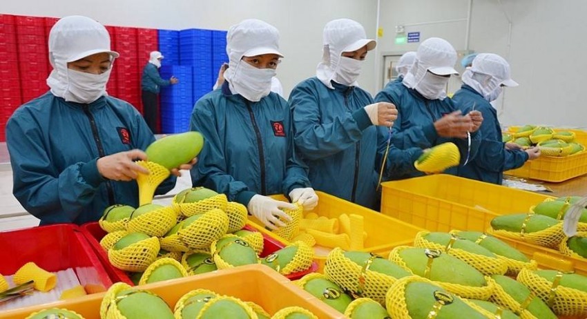 Xoài Việt Nam chiếm 97% thị phần nhập khẩu thị trường Trung Quốc