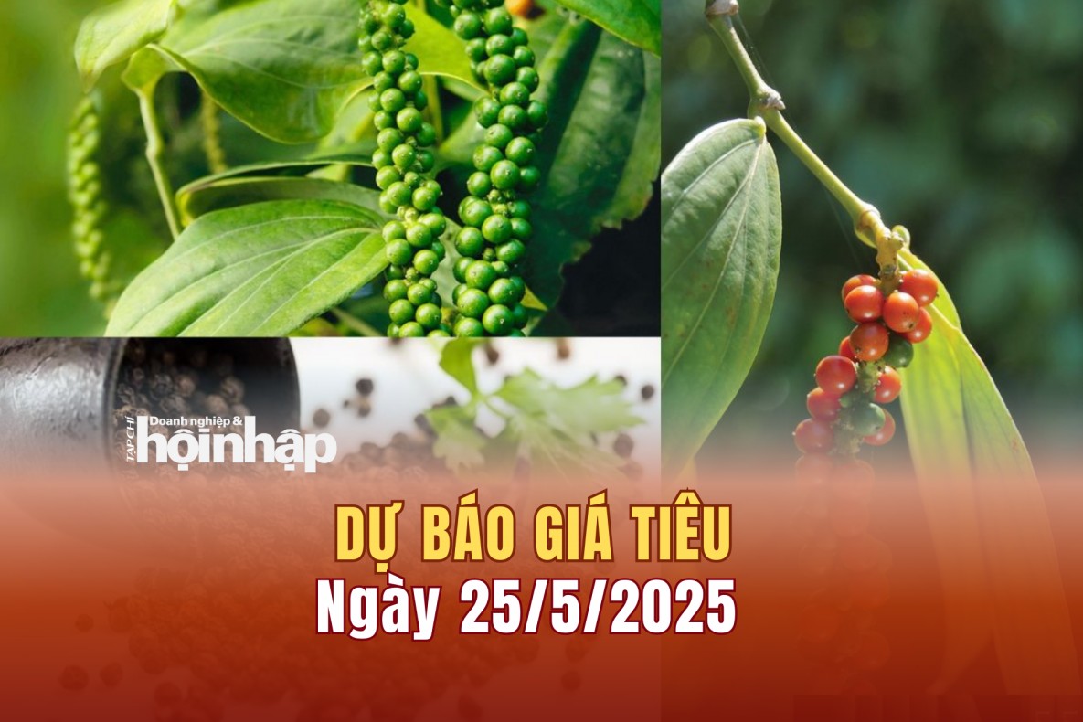 Dự báo giá tiêu 25/5: Giá tiêu trong nước tiếp tục xu hướng giảm mạnh