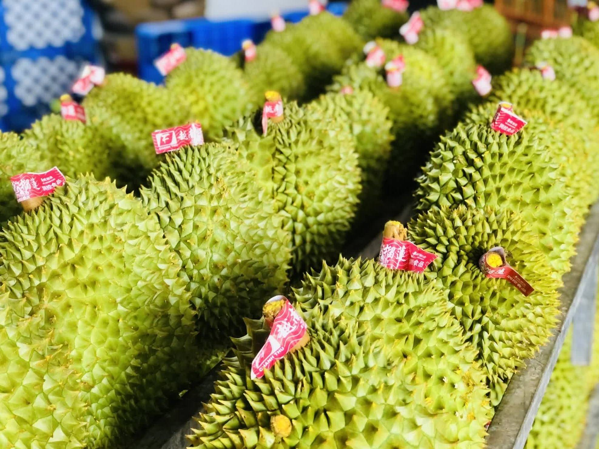 Đắk Lắk trước bài toán phát triển bền vững ngành trái cây “tỷ đô”