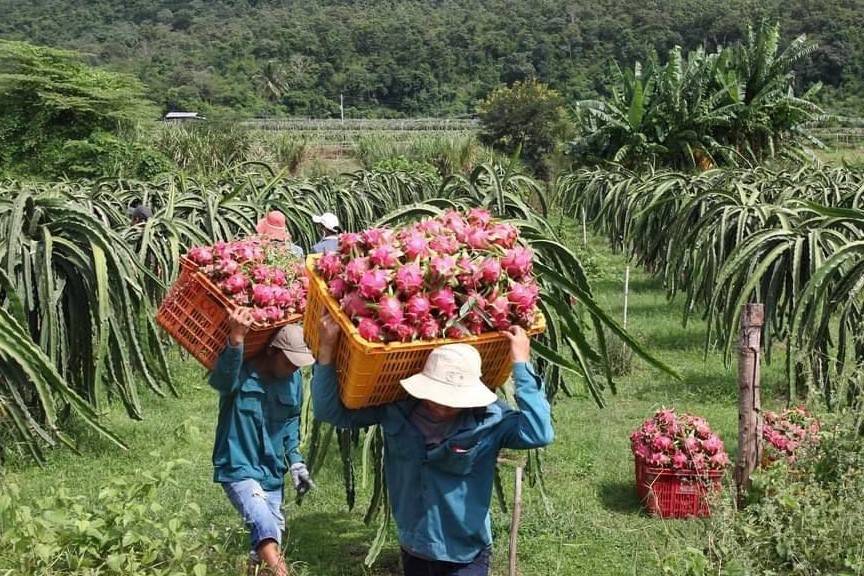 Bình Thuận đẩy mạnh mở rộng thị trường Thanh Long năm 2025