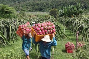 Bình Thuận đẩy mạnh mở rộng thị trường Thanh Long năm 2025