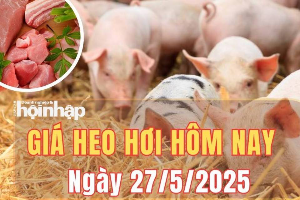 Giá heo hơi hôm nay 27/5/2025: Giá heo hơi tăng mạnh trên cả nước, Long An dẫn đầu với mức 76.000 đồng/kg