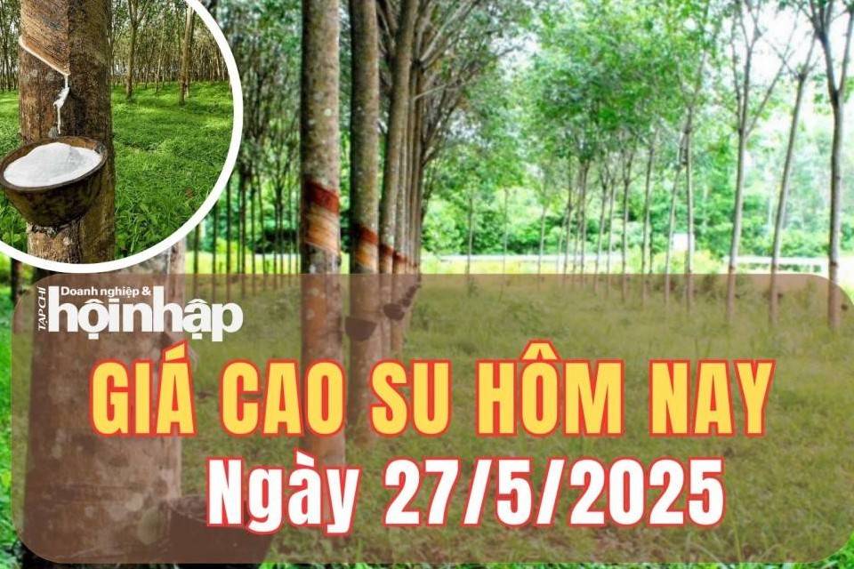 Giá cao su hôm nay 27/5/2025: Giá cao su thế giới biến động trái chiều, trong nước ổn định