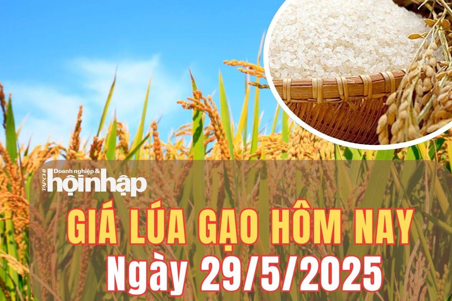 Giá lúa gạo hôm nay 29/5/2025: Giá cám giảm mạnh, gạo tăng nhẹ trở lại