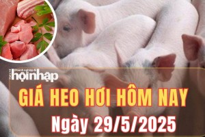 Giá heo hơi hôm nay 29/5/2025: Giá heo hơi tăng nhẹ 1.000 đồng/kg tại một vài địa phương