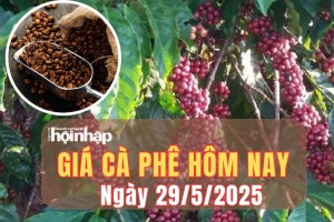 Giá cà phê hôm nay 29/5/2025: Giá cà phê trong nước và thế giới đồng loạt giảm mạnh