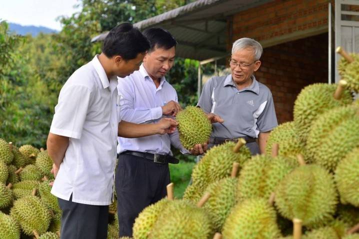 Hải quan ưu tiên thông quan sầu riêng chính vụ trước áp lực giảm mạnh xuất khẩu