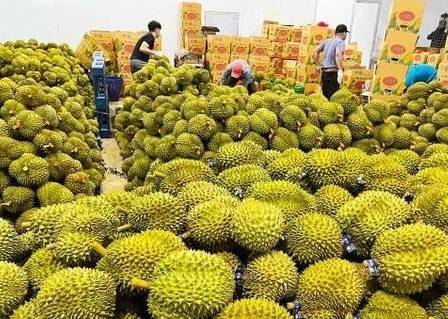 Sầu riêng được “mở luồng xanh” sang Trung Quốc sau nhiều tháng ách tắc