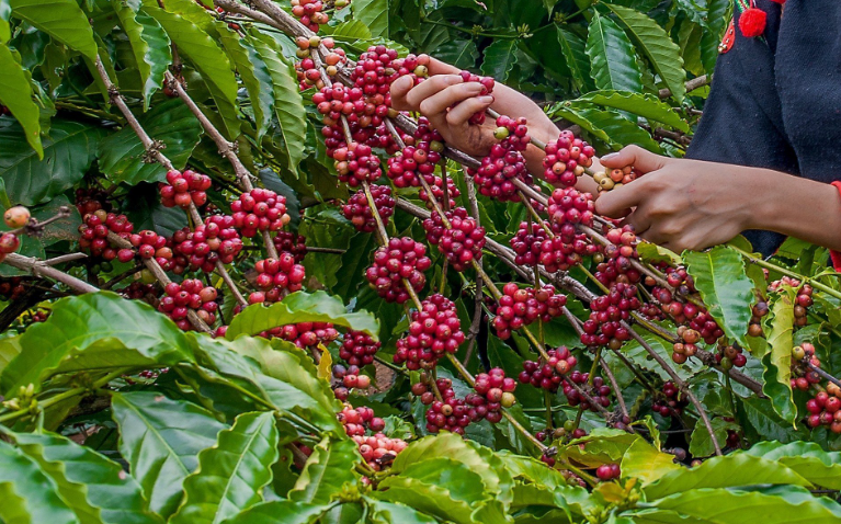 thương hiệu quốc gia thương hiệu quốc gia
