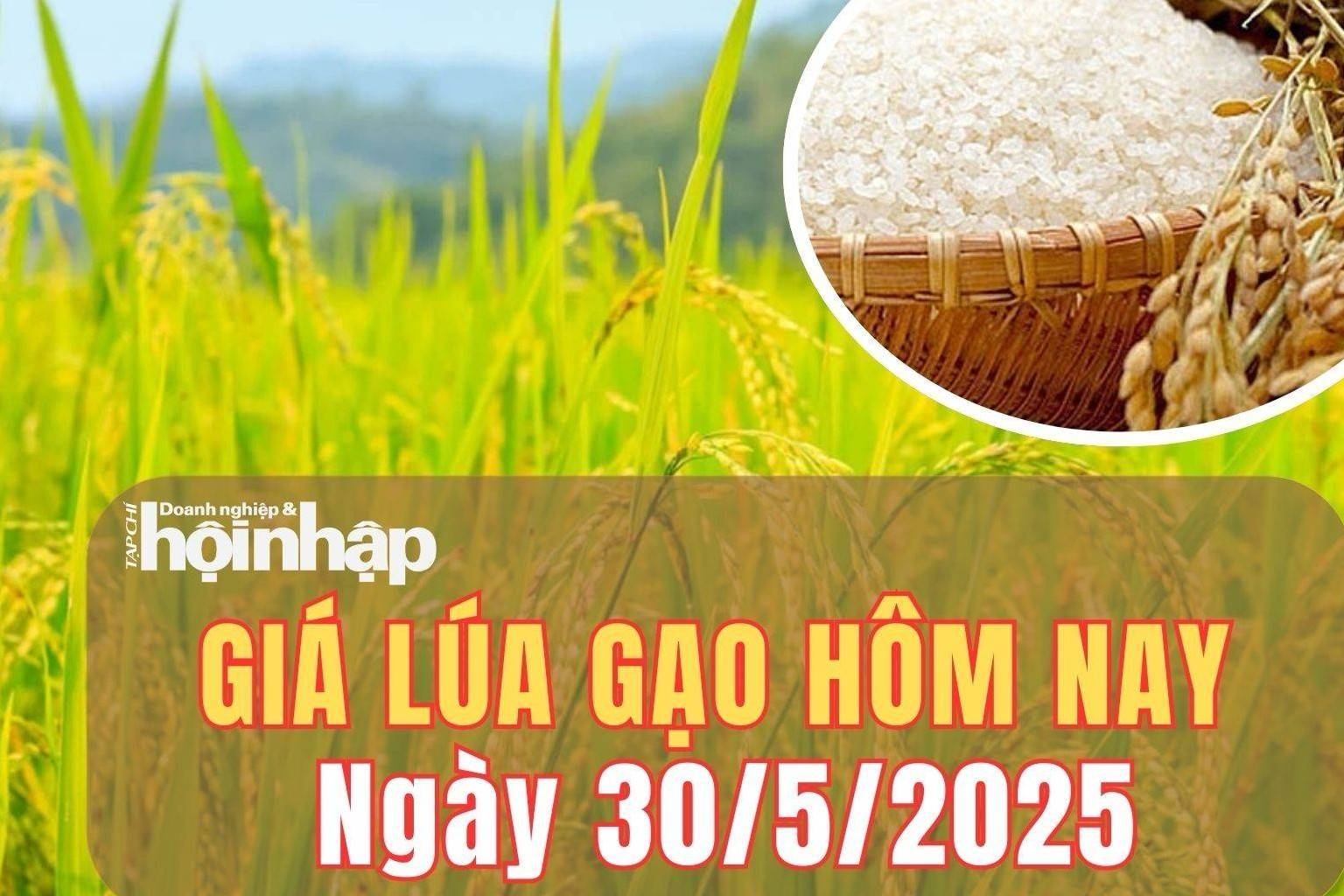 Giá lúa gạo hôm nay 30/5/2025: Giá gạo trong nước và xuất khẩu giảm nhẹ