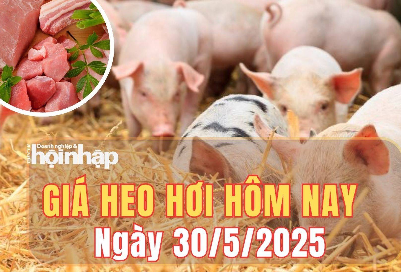 Giá heo hơi hôm nay 30/5/2025: Giá heo hơi tiếp tục tăng nhẹ tại miền Bắc, miền Nam giữ vững ngôi đầu