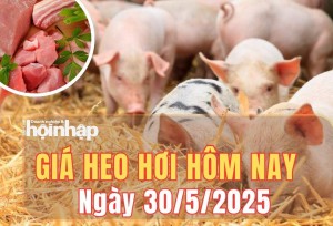 Giá heo hơi hôm nay 30/5/2025: Giá heo hơi tiếp tục tăng nhẹ tại miền Bắc, miền Nam giữ vững ngôi đầu