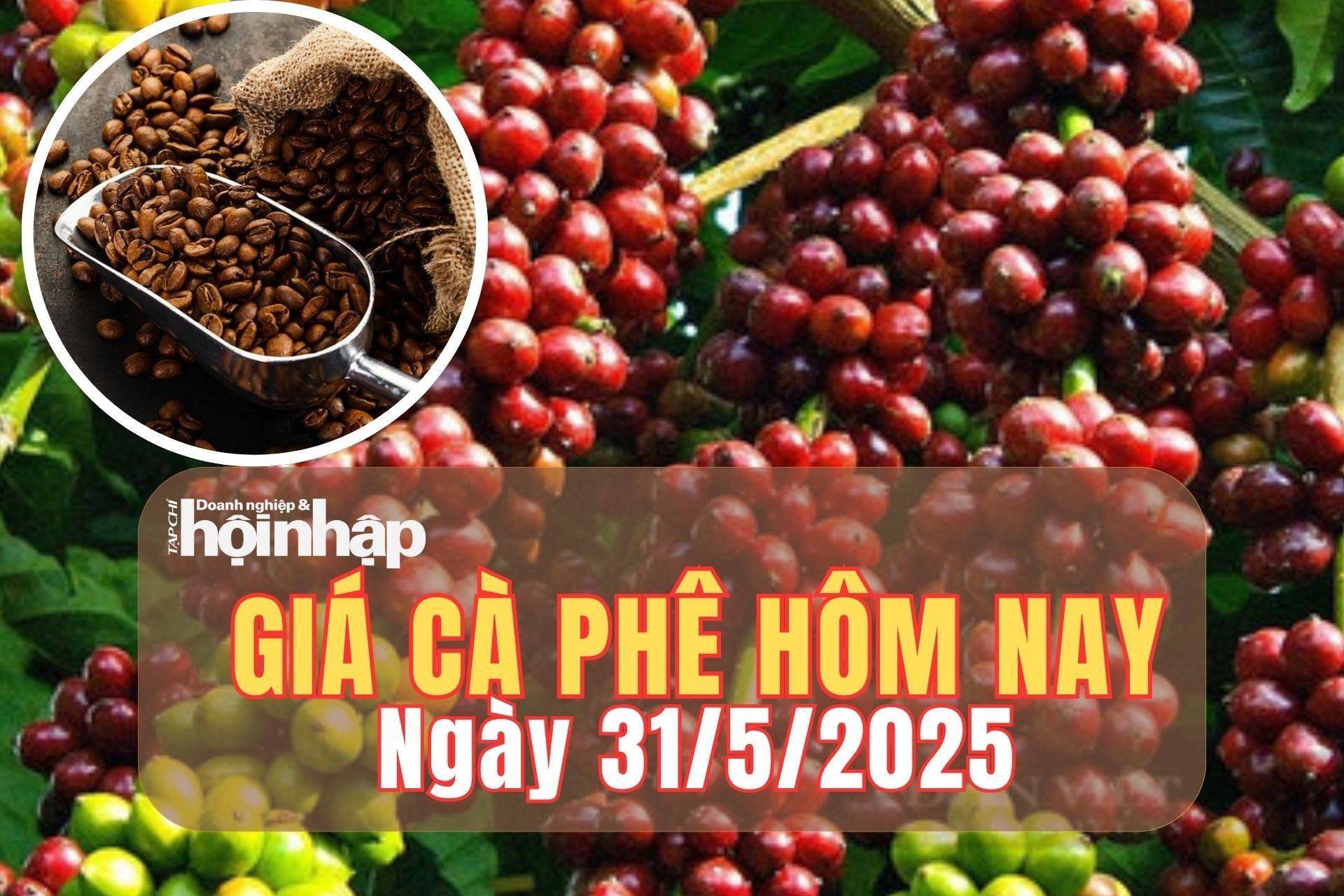 Giá cà phê hôm nay 31/5/2025: Áp lực từ nguồn cung toàn cầu, giá cà phê tiếp đà giảm mạnh