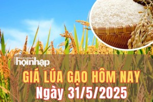Giá lúa gạo hôm nay 31/5/2025: Giá gạo nguyên liệu trong nước tiếp đà giảm nhẹ