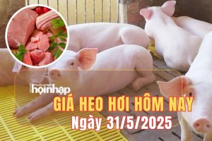 Giá heo hơi hôm nay 31/5/2025: Giá heo hơi duy trì ổn định trong phiên cuối tuần
