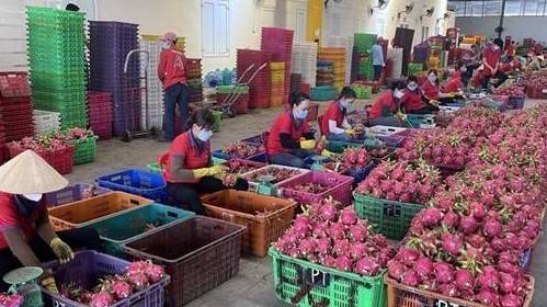 Nông nghiệp Bình Thuận vượt kế hoạch đề ra