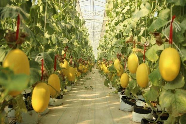 Nông nghiệp Bình Thuận vượt kế hoạch đề ra Nông nghiệp Bình Thuận vượt kế hoạch đề ra