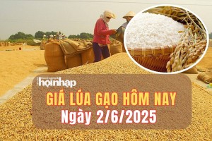 Giá lúa gạo hôm nay 2/6/2025: Giá lúa gạo duy trì ổn định trong phiên đầu tuần