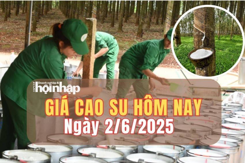 Giá cao su hôm nay 2/6/2025: Giá cao su Singapore tiếp tục giảm nhẹ trong phiên đầu tuần