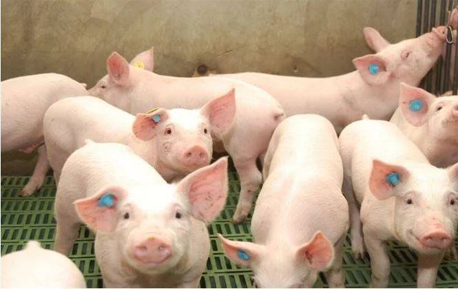 Cuộc đua tỷ đô ngành chăn nuôi lợn giữa các đại gia Việt Cuộc đua tỷ đô ngành chăn nuôi lợn giữa các đại gia Việt