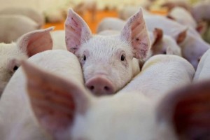 Cuộc đua tỷ đô ngành chăn nuôi lợn giữa các đại gia Việt