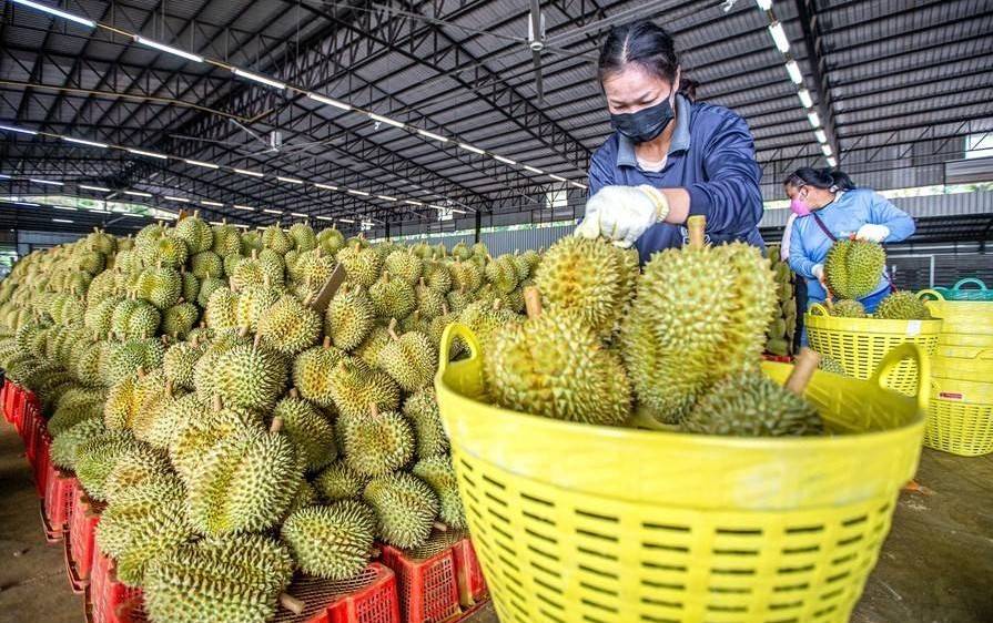 Sầu riêng Việt Nam ‘soán ngôi’ Thái Lan ở Trung Quốc?