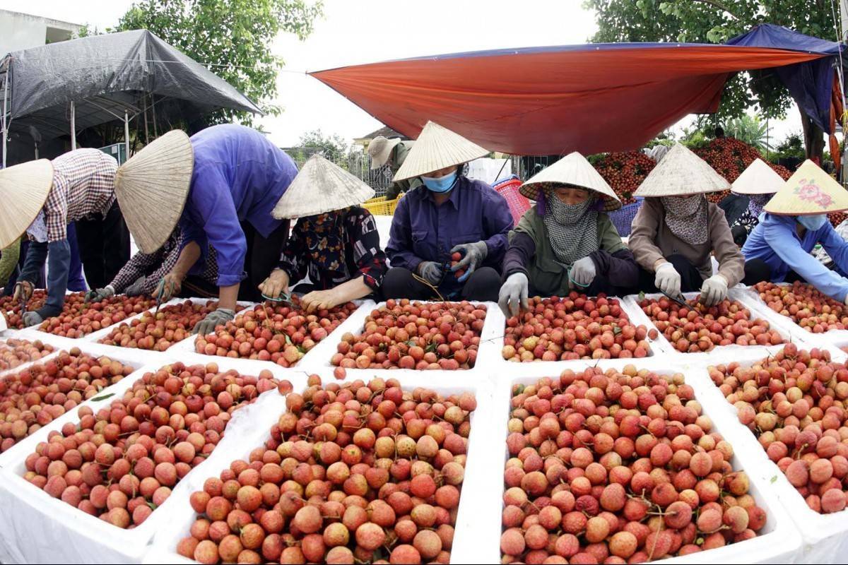 60 - 70 xe vải thiều xuất khẩu sang Trung Quốc mỗi ngày
