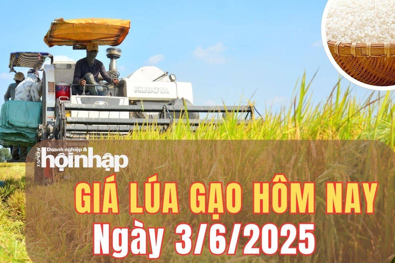 Giá lúa gạo hôm nay 3/6/2025: Giá lúa gạo tiếp đà ổn định, gạo xuất khẩu sang Mỹ tăng cao