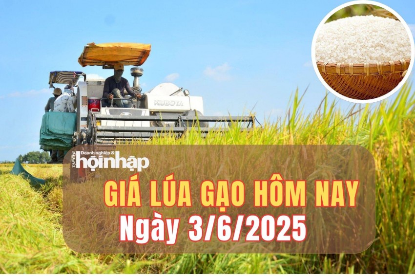giá lúa gạo