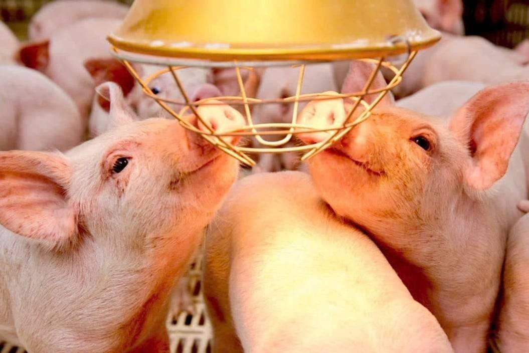 Khủng hoảng niềm tin với "ông lớn" C.P – cơ hội cho các HTX chăn nuôi nội địa?