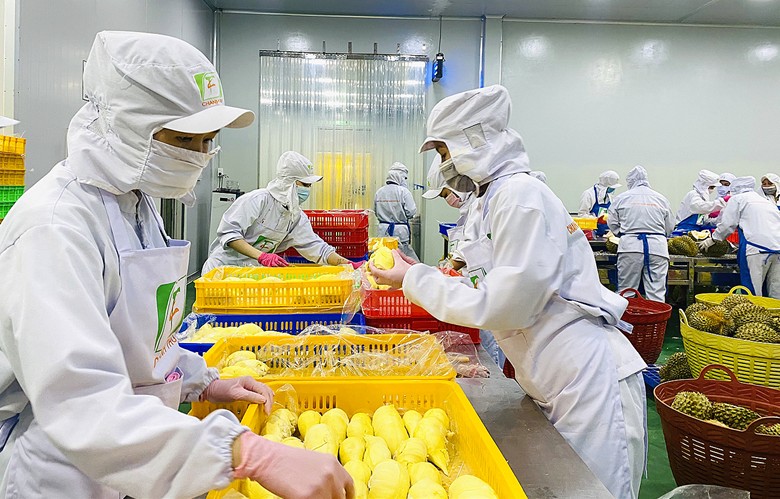Sầu riêng đông lạnh "xuất ngoại": Mở đường chinh phục thị trường tỷ dân