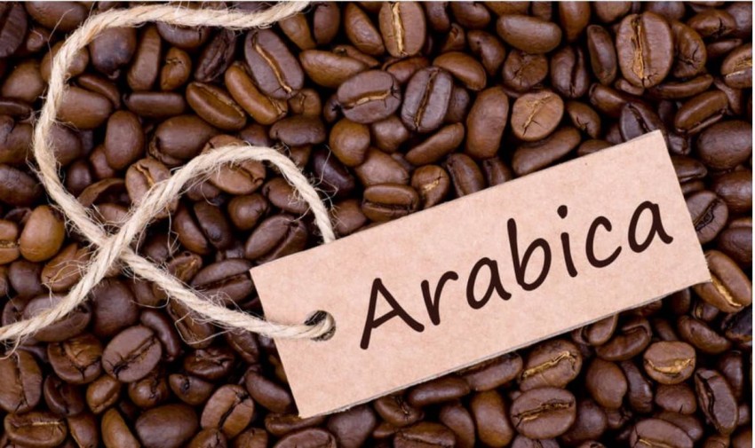 Nửa đầu năm 2025, giá cà phê trong nước và thế giới giảm do nguồn cung phục hồi, tồn kho tăng và nhu cầu chững lại