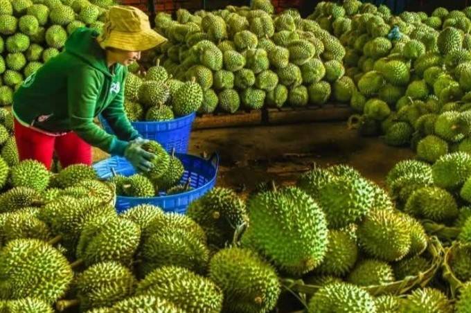 Sầu riêng Việt thoát “án treo”: Trung Quốc chính thức gia hạn Nghị định thư