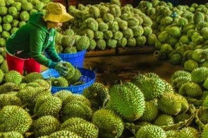Sầu riêng Việt thoát “án treo”: Trung Quốc chính thức gia hạn Nghị định thư