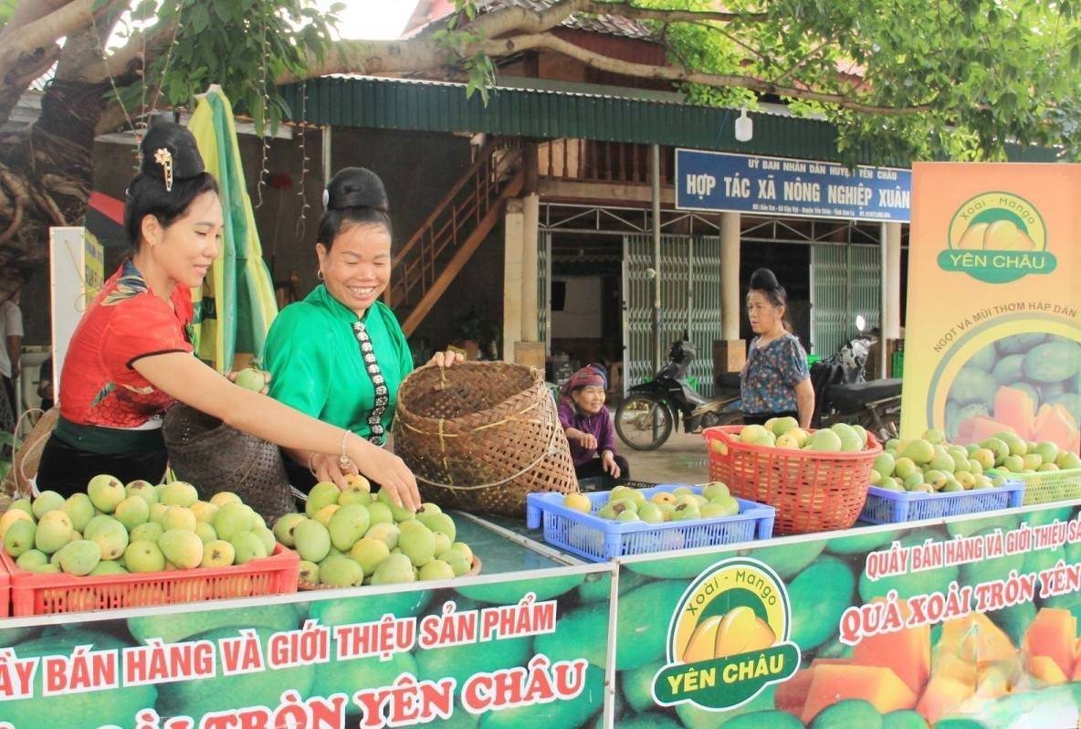 Sơn La tăng tốc tiêu thụ xoài: Đẩy mạnh chế biến, kết nối thị trường