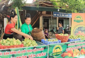 Sơn La tăng tốc tiêu thụ xoài: Đẩy mạnh chế biến, kết nối thị trường