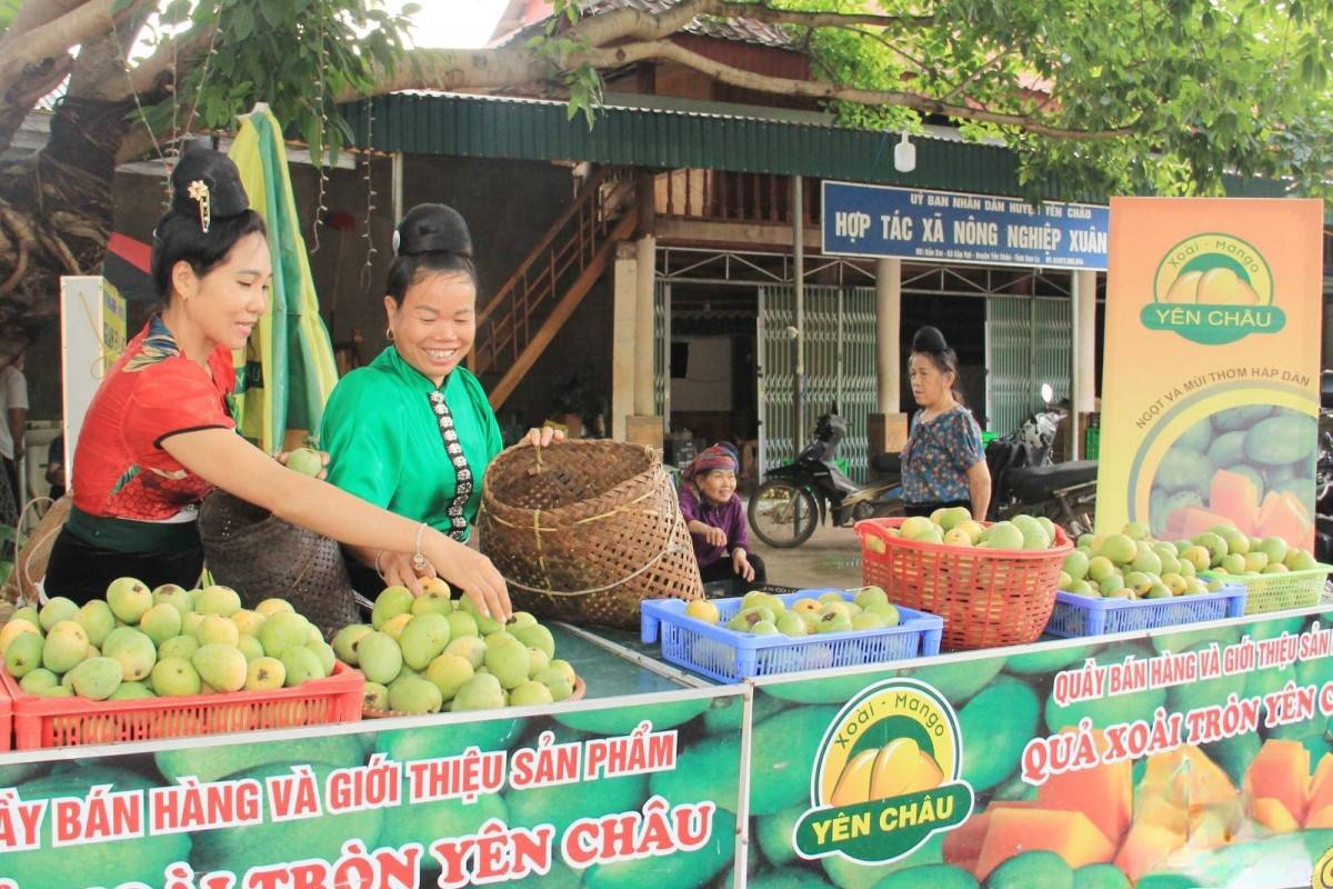 Sơn La tăng tốc tiêu thụ xoài: Đẩy mạnh chế biến, kết nối thị trường